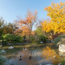 gardens-peacocks-pipedrive-12