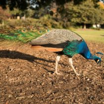 gardens-peacocks-pipedrive-29