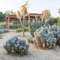 gardens-peacocks-pipedrive-51