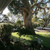 tree-framed-americana-1-07