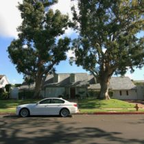 tree-framed-americana-1-08